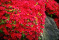 Red Azalea grows around a rock